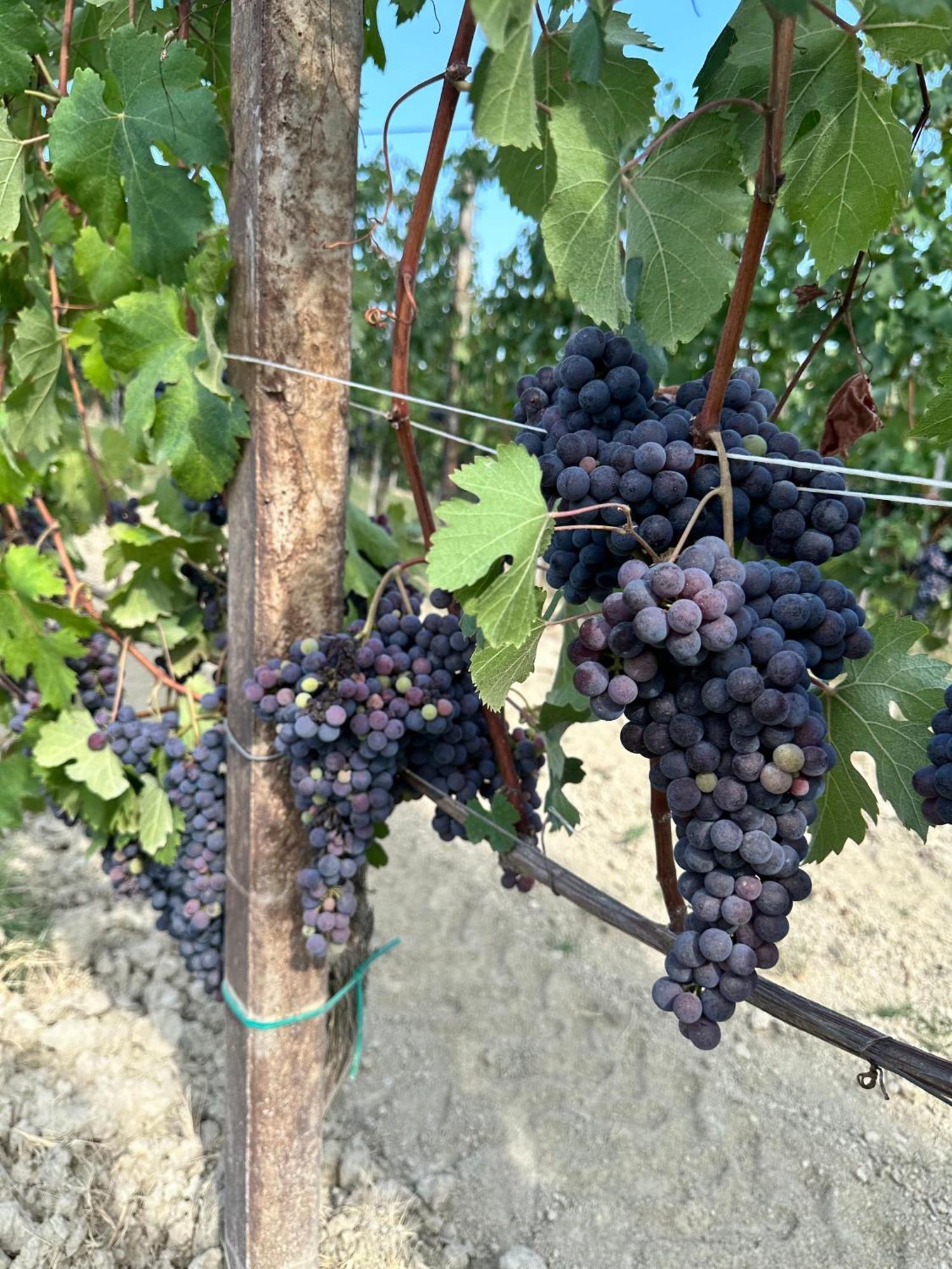 Just Langhe Casa Barolo Villa Novello Eksteriør billede